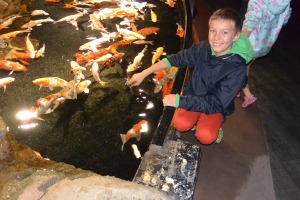 Ethan enjoyed "petting" the carp at Cineaqua.